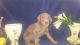 Doberman Pinscher Puppies for sale in Covington, GA, USA. price: NA