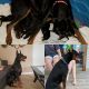 Doberman Pinscher Puppies for sale in Owensboro, KY 42301, USA. price: NA