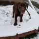 Doberman Pinscher Puppies for sale in Toledo, OH 43613, USA. price: NA