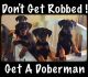 Doberman Pinscher Puppies