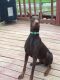 Doberman Pinscher Puppies for sale in Kingsport, TN, USA. price: NA