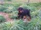 Doberman Pinscher Puppies for sale in Gap, PA, USA. price: $1,200