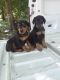 Doberman Pinscher Puppies for sale in Needville, TX 77461, USA. price: $650