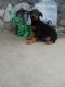 Doberman Pinscher Puppies for sale in Fort Wayne, IN, USA. price: $600