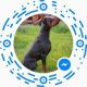 Doberman Pinscher Puppies for sale in San Francisco, CA, USA. price: NA