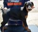 Doberman Pinscher Puppies for sale in San Francisco, CA 94158, USA. price: NA
