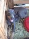 Doberman Pinscher Puppies for sale in Martins Mill, TX 75754, USA. price: NA