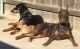 Doberman Pinscher Puppies for sale in Lubbock, TX, USA. price: NA