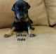 Doberman Pinscher Puppies for sale in 700 W 5th St, San Pedro, CA 90731, USA. price: NA