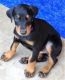 Doberman Pinscher Puppies for sale in Miami, FL, USA. price: $350