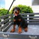 Doberman Pinscher Puppies for sale in Minneapolis, MN, USA. price: NA