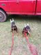 Doberman Pinscher Puppies for sale in Putnam County, GA, USA. price: NA