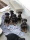 Doberman Pinscher Puppies for sale in Norwalk, CA, USA. price: NA