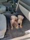Doberman Pinscher Puppies for sale in Fontana, CA 92335, USA. price: $800