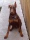 Doberman Pinscher Puppies for sale in Indianapolis, IN, USA. price: $500