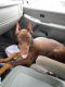 Doberman Pinscher Puppies for sale in Newton, MS 39345, USA. price: NA