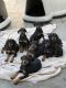 Doberman Pinscher Puppies for sale in Norwalk, CA, USA. price: NA