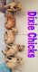 Doberman Pinscher Puppies for sale in Hesperia, CA, USA. price: $315