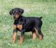 Doberman Pinscher Puppies for sale in Toronto, OH 43964, USA. price: NA