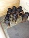 Doberman Pinscher Puppies for sale in Albany, GA, USA. price: NA