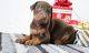 Doberman Pinscher Puppies for sale in Little Rock, AR 72205, USA. price: NA