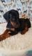 Doberman Pinscher Puppies for sale in Menomonie, WI 54751, USA. price: NA
