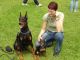 Doberman Pinscher Puppies for sale in Tinley Park, IL, USA. price: NA