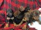 Doberman Pinscher Puppies for sale in Buffalo, NY, USA. price: NA