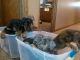 Doberman Pinscher Puppies for sale in Stoughton, MA 02072, USA. price: NA