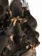 Doberman Pinscher Puppies for sale in Andalusia, AL, USA. price: $500