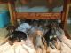 Doberman Pinscher Puppies for sale in Lansing, MI 48933, USA. price: NA