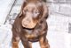 Doberman Pinscher Puppies for sale in Charleston, WV 25326, USA. price: $500