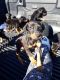 Doberman Pinscher Puppies for sale in Fairfield, CA, USA. price: NA