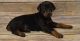 Doberman Pinscher Puppies for sale in Detroit, MI 48219, USA. price: $500