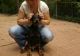 Doberman Pinscher Puppies for sale in Chicopee, MA, USA. price: $500