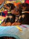 Doberman Pinscher Puppies for sale in Seattle, WA 98178, USA. price: NA