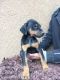 Doberman Pinscher Puppies for sale in Perris, CA, USA. price: NA