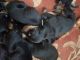 Doberman Pinscher Puppies for sale in Kolathur, Chennai, Tamil Nadu, India. price: 6000 INR