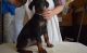 Doberman Pinscher Puppies for sale in Milwaukee, WI, USA. price: NA