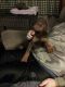 Doberman Pinscher Puppies for sale in Montcalm County, MI, USA. price: NA
