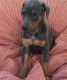 Doberman Pinscher Puppies for sale in Birmingham, AL 35238, USA. price: $500