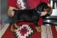Doberman Pinscher Puppies for sale in Columbus, OH, USA. price: $500