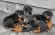Doberman Pinscher Puppies for sale in Lynwood, CA 90262, USA. price: $600