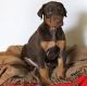 Doberman Pinscher Puppies for sale in Kansas City, MO, USA. price: NA