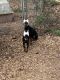 Doberman Pinscher Puppies for sale in Andalusia, AL, USA. price: NA