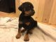 Doberman Pinscher Puppies for sale in 200 N Spring St, Los Angeles, CA 90012, USA. price: NA