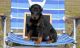 Doberman Pinscher Puppies for sale in Denver, CO 80281, USA. price: NA