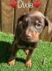 Doberman Pinscher Puppies for sale in Knoxville, TN, USA. price: $400