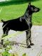 Doberman Pinscher Puppies for sale in 4762 Kenicott Trail, Brighton, MI 48114, USA. price: NA