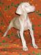 Doberman Pinscher Puppies for sale in Salt Lake City, UT, USA. price: $600